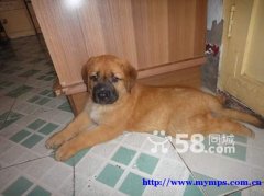 出售纯种.马士提夫犬.公母都有.保证品质.